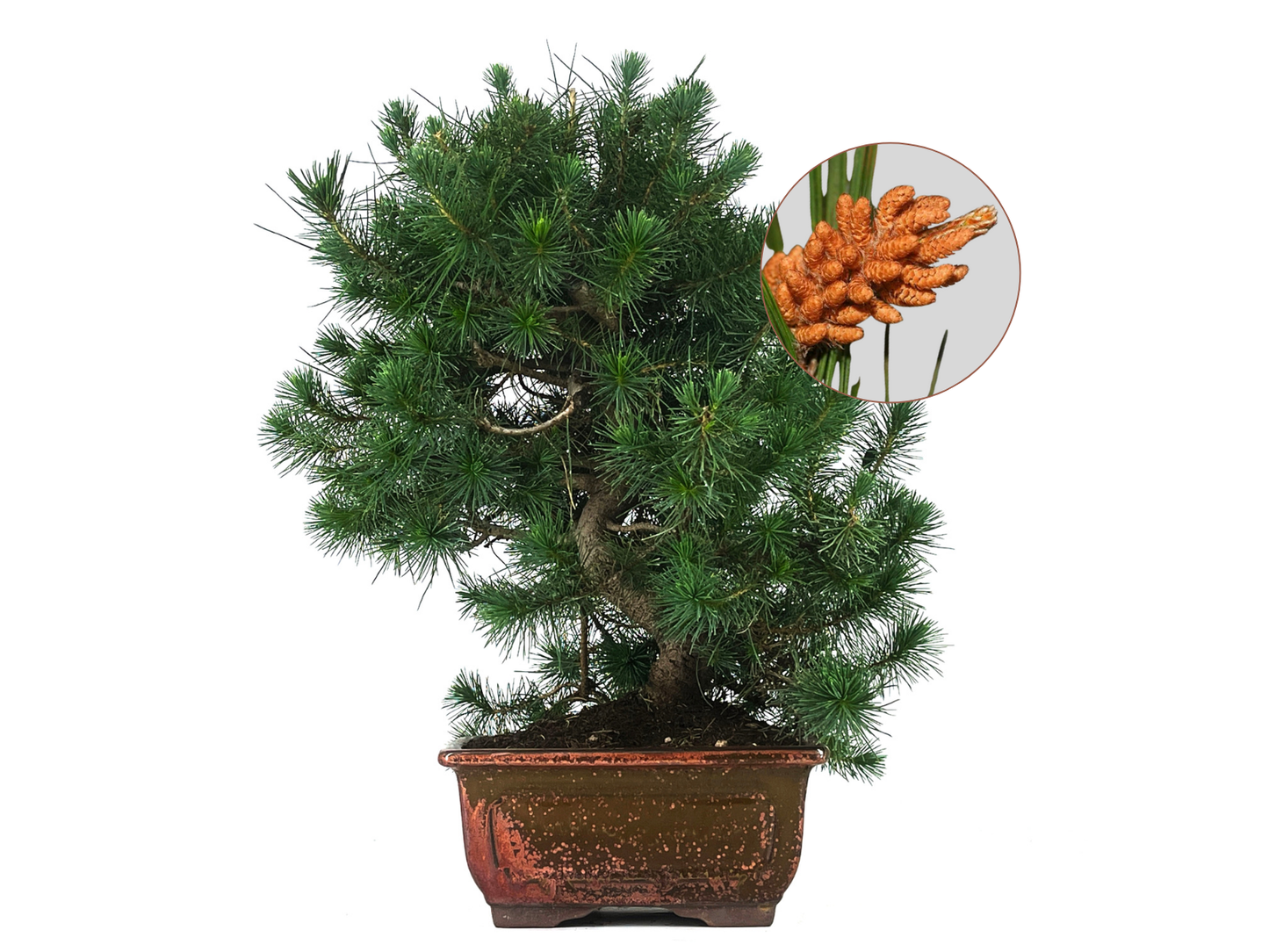 Bonsái Pinus Halepensis – Pino Carrasco 10 Años_0
