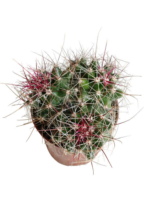 Ferocactus Stanesii Cactus Planta Natural Ø5_0