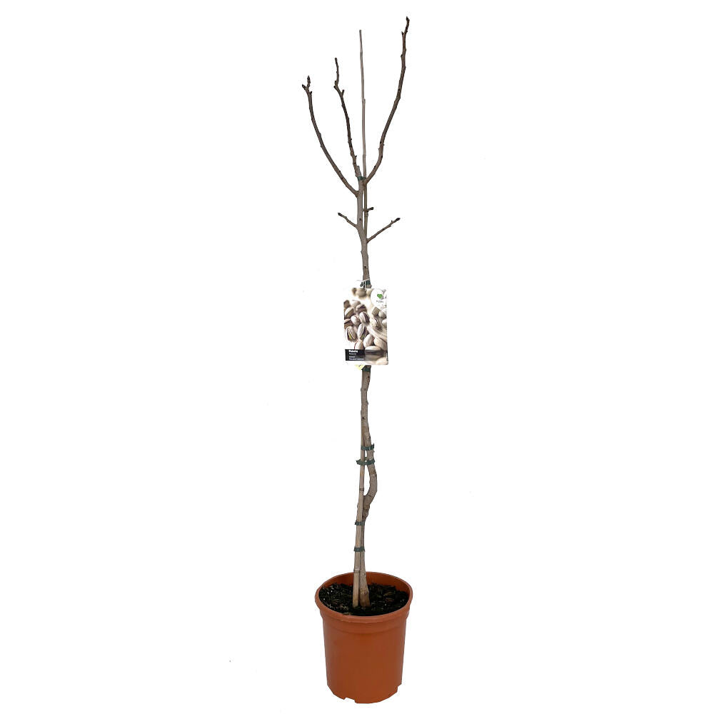 Arbol De Pistacho Hembra M26 150cm (septiembre)_2