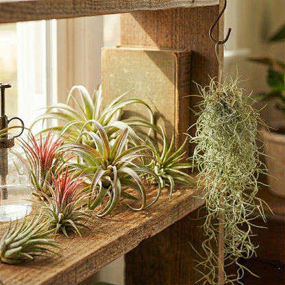 Tillandsia - 20 Unidades - Plantas De Aire - Con Spray_1