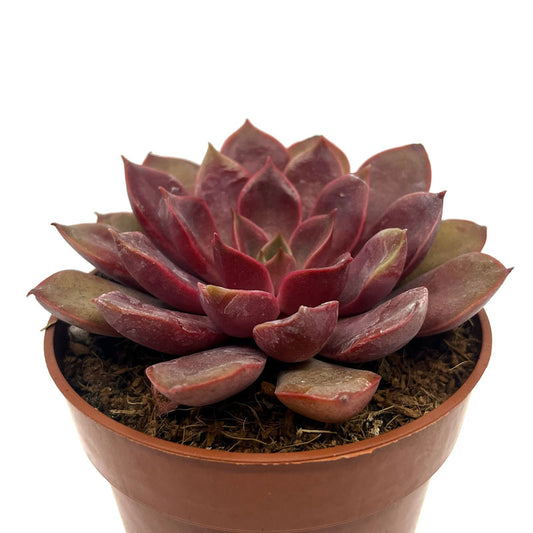 Echeveria Mina Cactus Y Suculentas M8,5 cm Ø_0