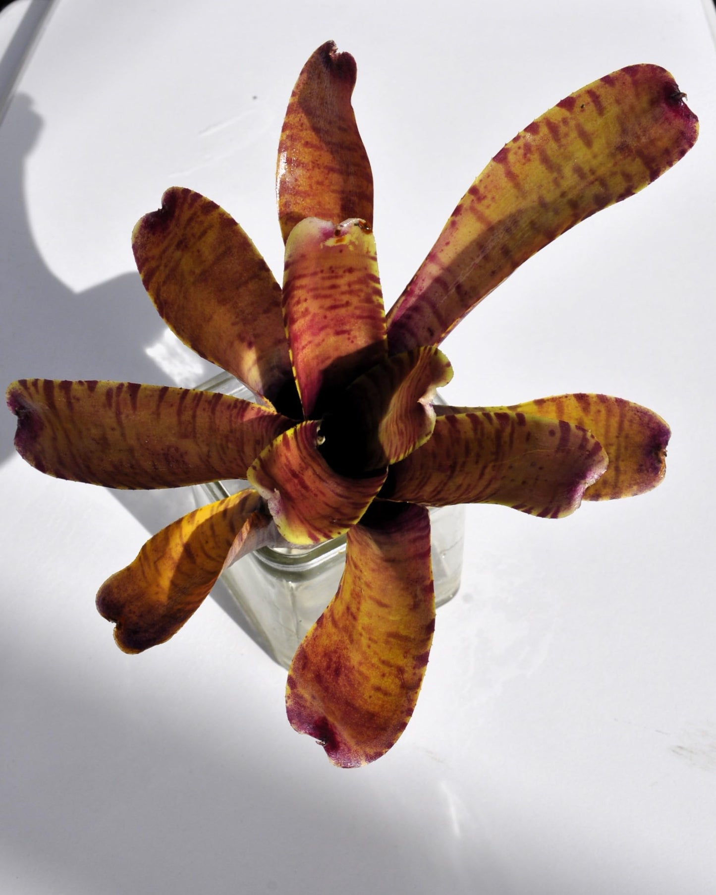 Neoregelia tigrina; bromelia rayada, apta para terrarios; Curiosarium; altura 20 cm, diámetro 18 cm_3