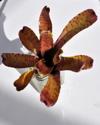 Neoregelia tigrina; bromelia rayada, apta para terrarios; Curiosarium; altura 20 cm, diámetro 18 cm_3