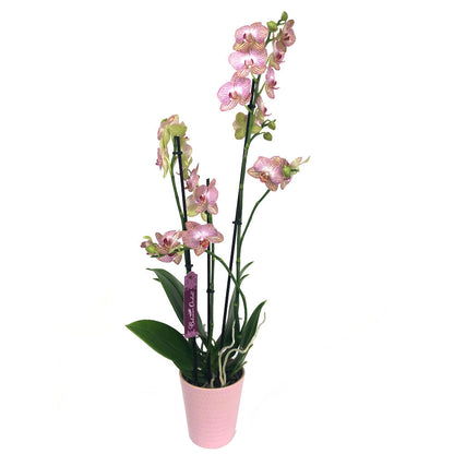 Orquidea Phalaenopsis Ravello 2/3 Tallos M12 70cm_0