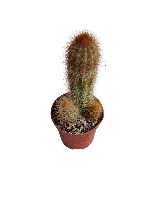 Espostoa Mirabilis Cactus Columnar Planta Natural Ø5_0