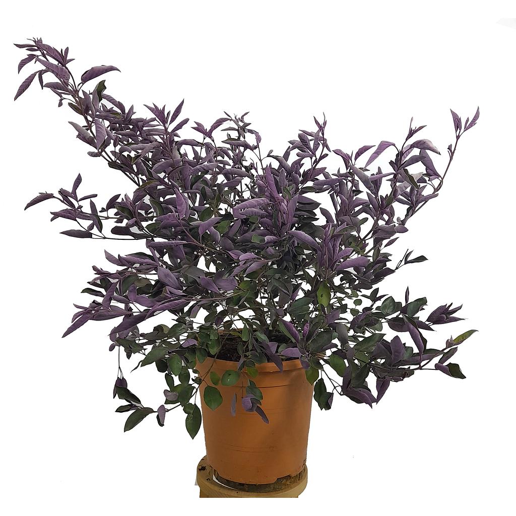 Vitex Trifolia Purpurea M24_0