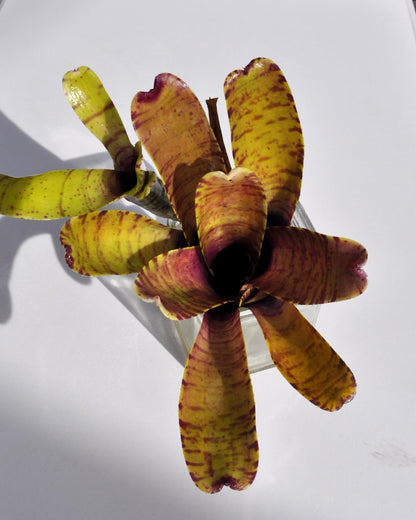 Neoregelia tigrina; bromelia rayada, apta para terrarios; Curiosarium; altura 20 cm, diámetro 18 cm_2