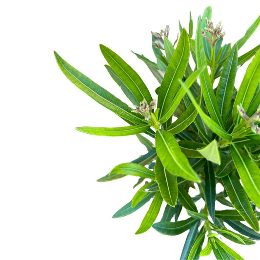 Adelfa Planta Ornamental De Jardín (nerium Oleander) Maceta 20cm_0