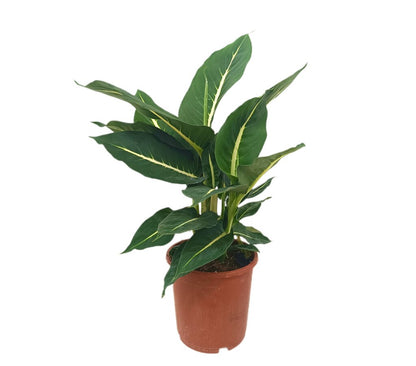 Dieffenbachia Green Magic M17_0