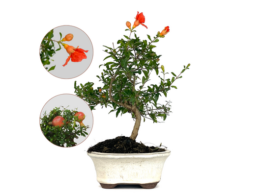 Bonsái Punica Granatum Nana – Granado 7 Años_0