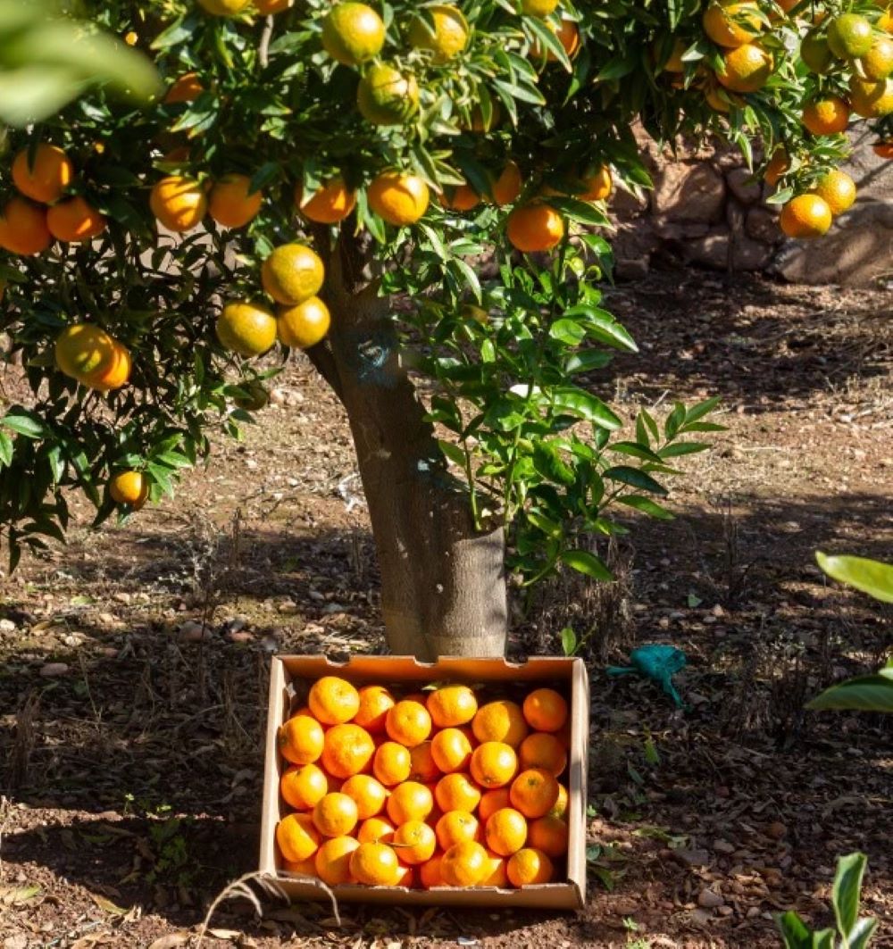 Caja de 4kg de Mandarinas Del Campo Tropitop_3
