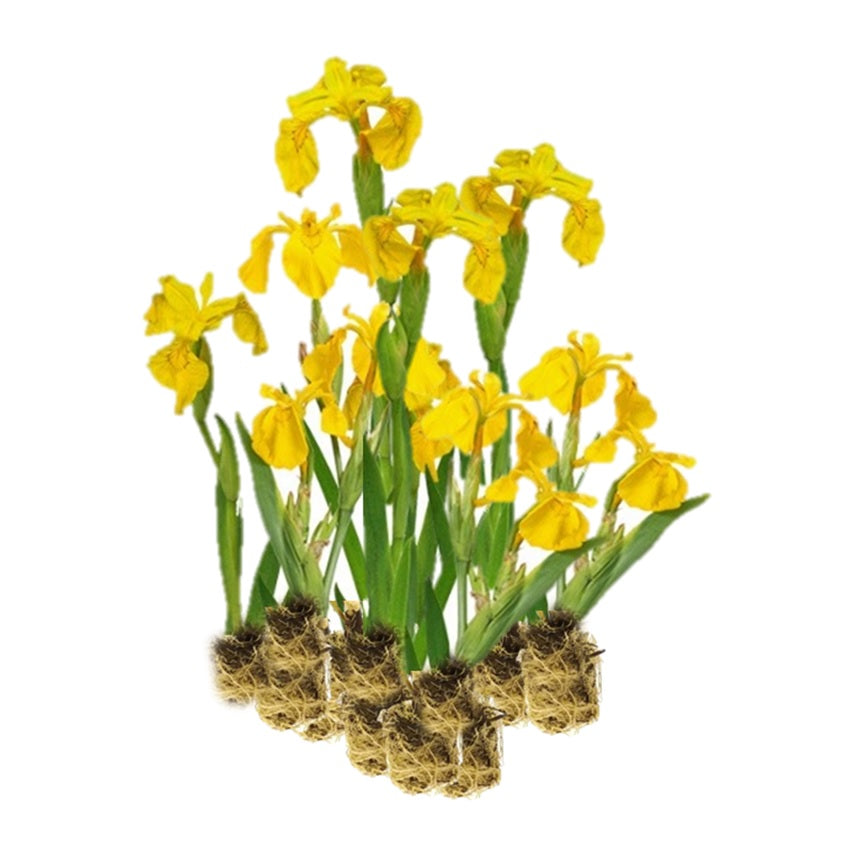 Lirio Amarillo - Iris Pseudacorus - 15 Plantas_0