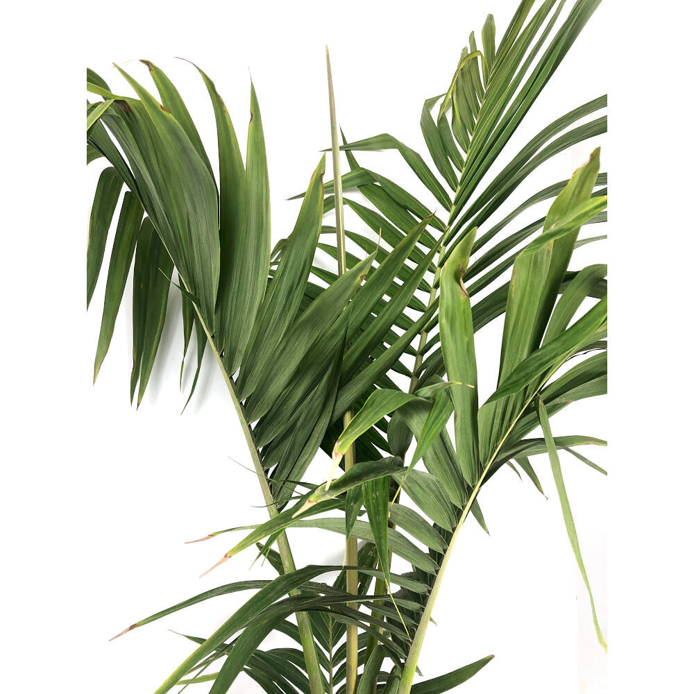 Archontophoenix Alexandrae M24 140-160cm (palmera De Alejandría)_2