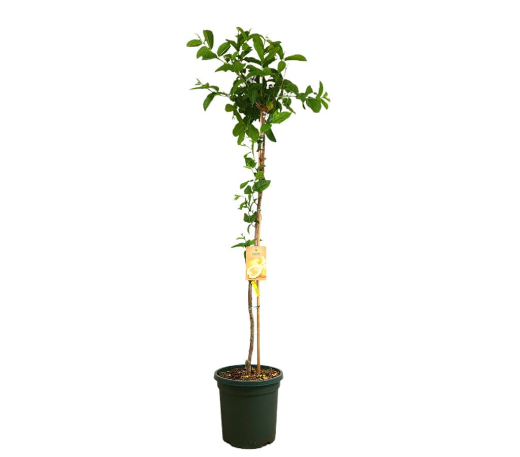 Guayaba Limón M40 180-200cm_0