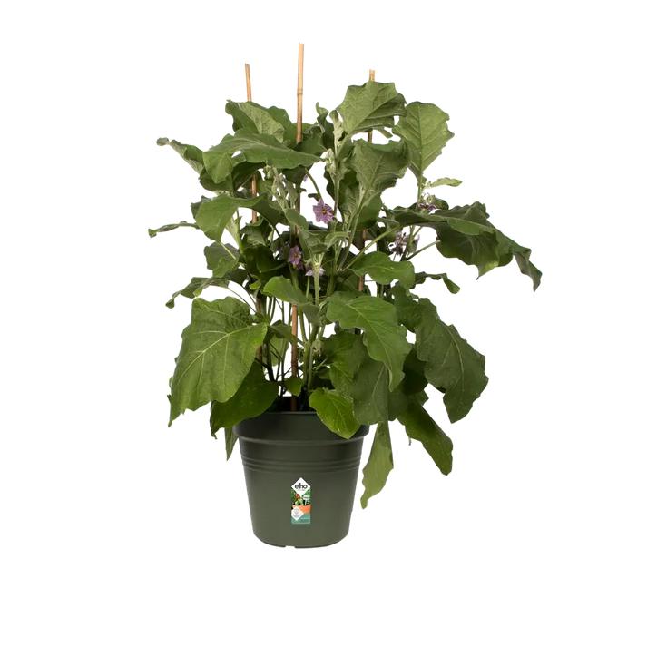 Maceta Green Basics Elho Verde 21 cm