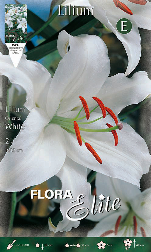 Bulbos Lilium asiático Royal Kiss morado 2 uds