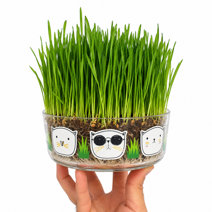 Germinador hierba gatera Garden Pocket
