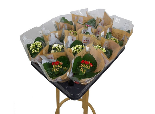 Kalanchoe Blossfeldiano Doble M7 10cm_0