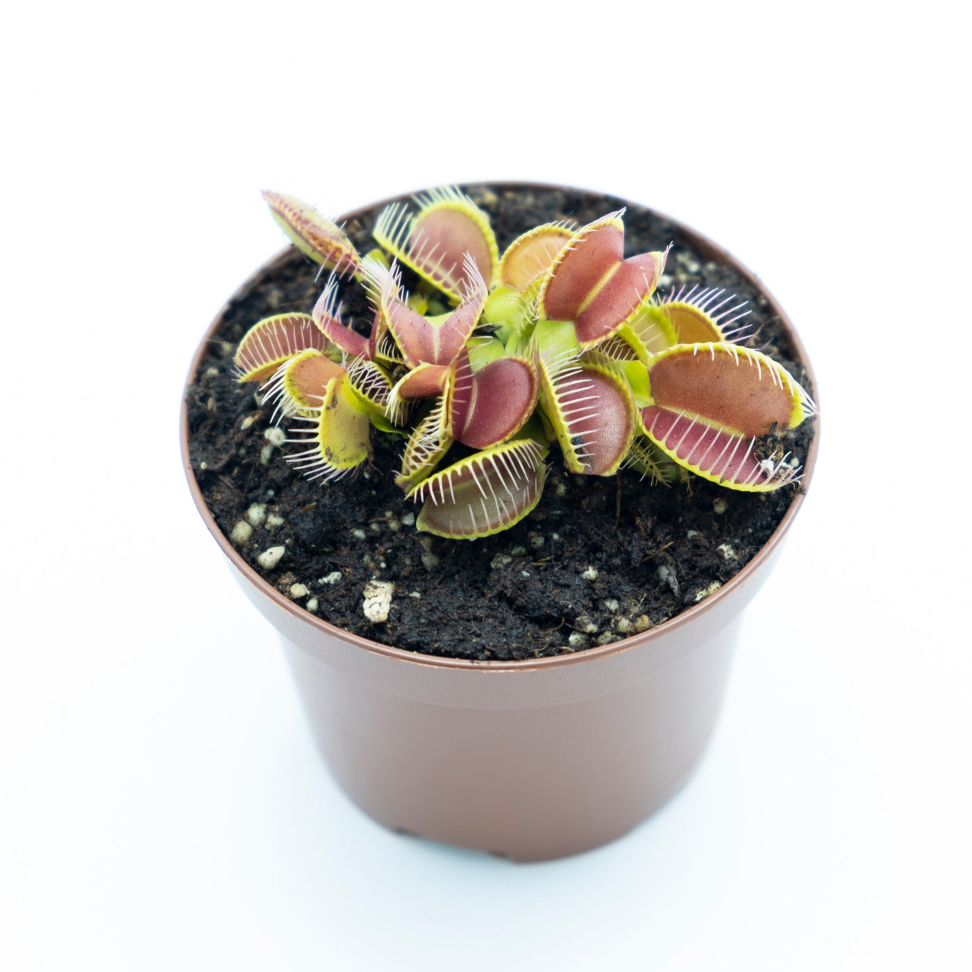 Planta carnívora de exterior Dionaea Muscipula M9_1