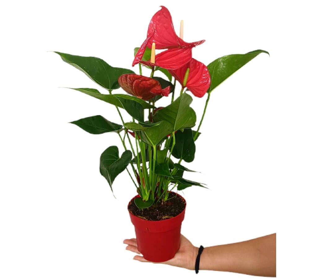 Anthurium Minnesota M14 50cm_0