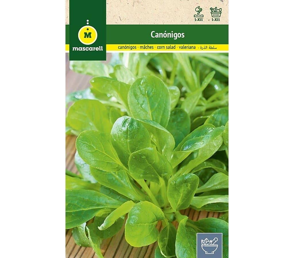 Semillas Canónigos (valerianella Locusta)_0