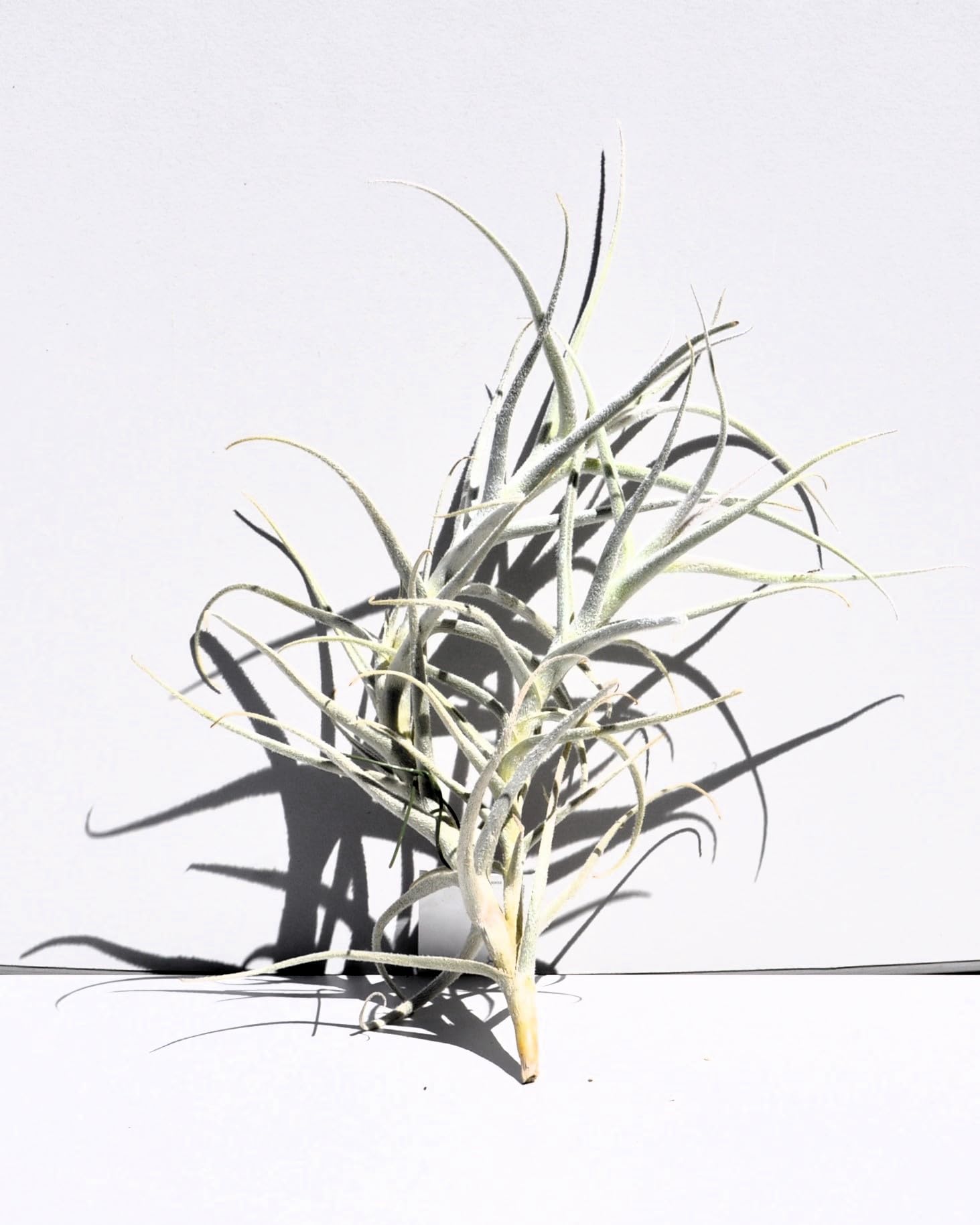 Tillandsia paleacea; planta del aire plateada; Curiosarium; altura 25 cm, diámetro 15-20 cm_4