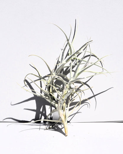 Tillandsia paleacea; planta del aire plateada; Curiosarium; altura 25 cm, diámetro 15-20 cm_4