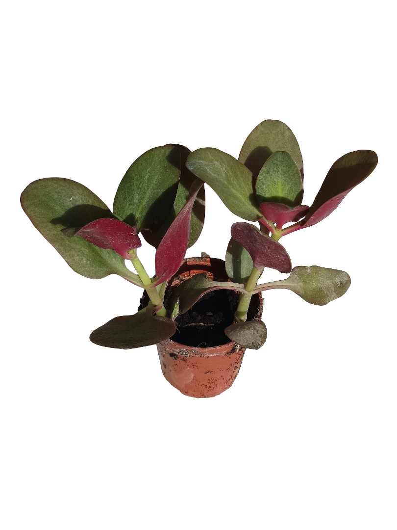 Crassula Purple Dragon Planta Suculenta Ø 5 Cms_0