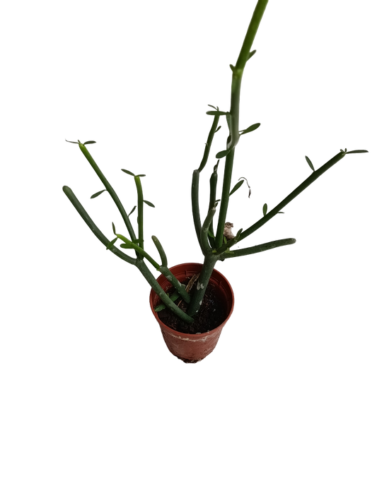 Euphorbia Tirucalli Verde Planta Suculenta Ø5_0