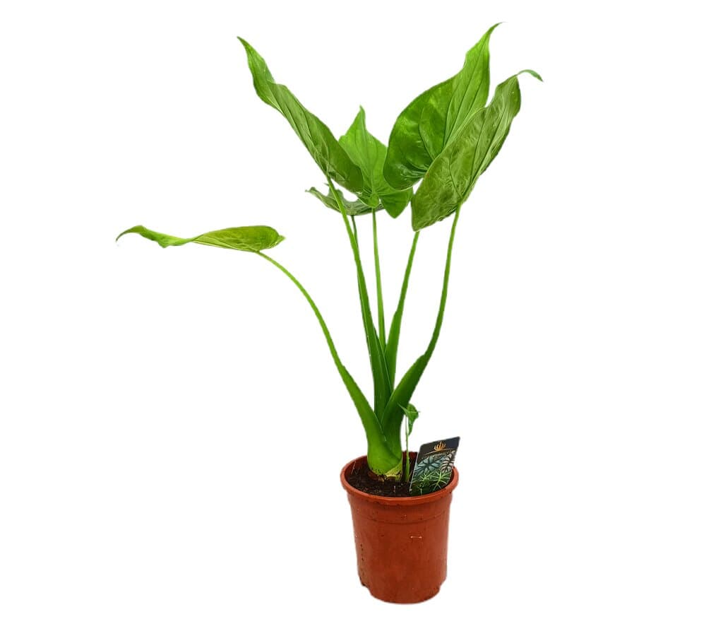 Alocasia Cucullata M17 60-80cm_0
