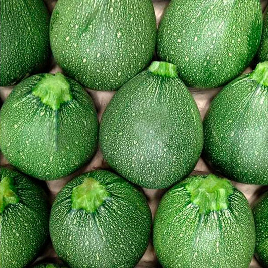Semillas Calabacín Di Nizza Ecológicas_0