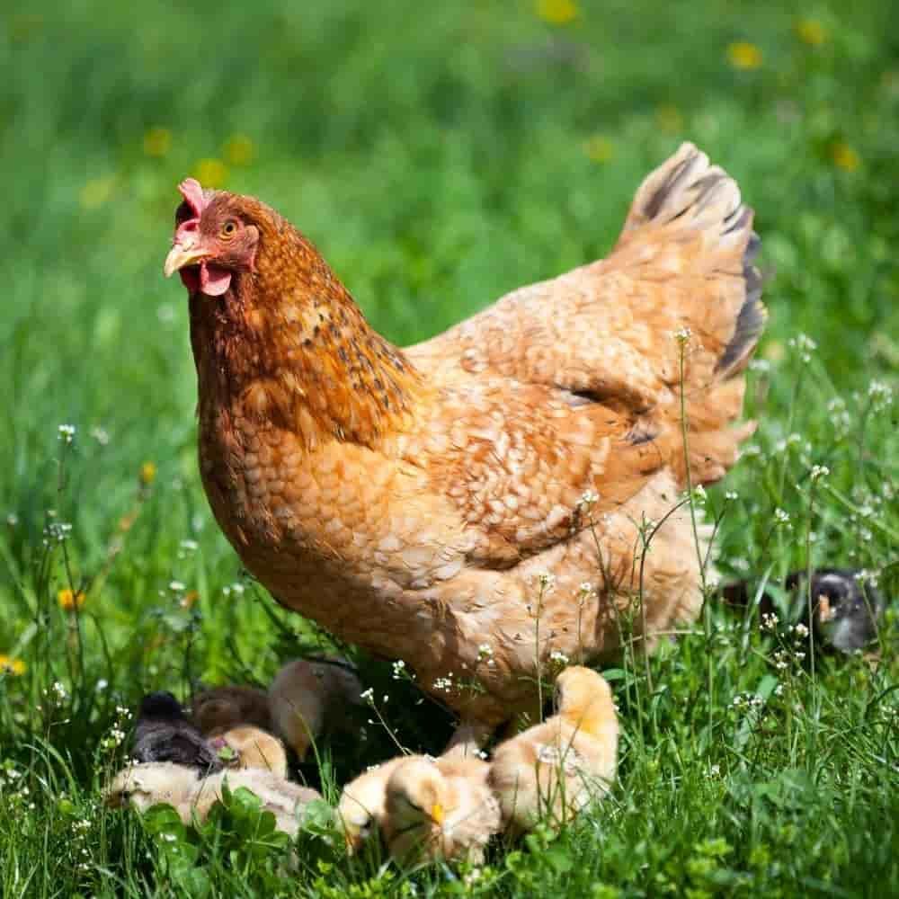 Pienso Gallinas Ponedoras 25 Kg, Premium Con Oregano, Alimento Para Gallinas, Patos, Gansos_2