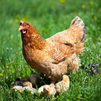 Pienso Gallinas Ponedoras 25 Kg, Premium Con Oregano, Alimento Para Gallinas, Patos, Gansos_2