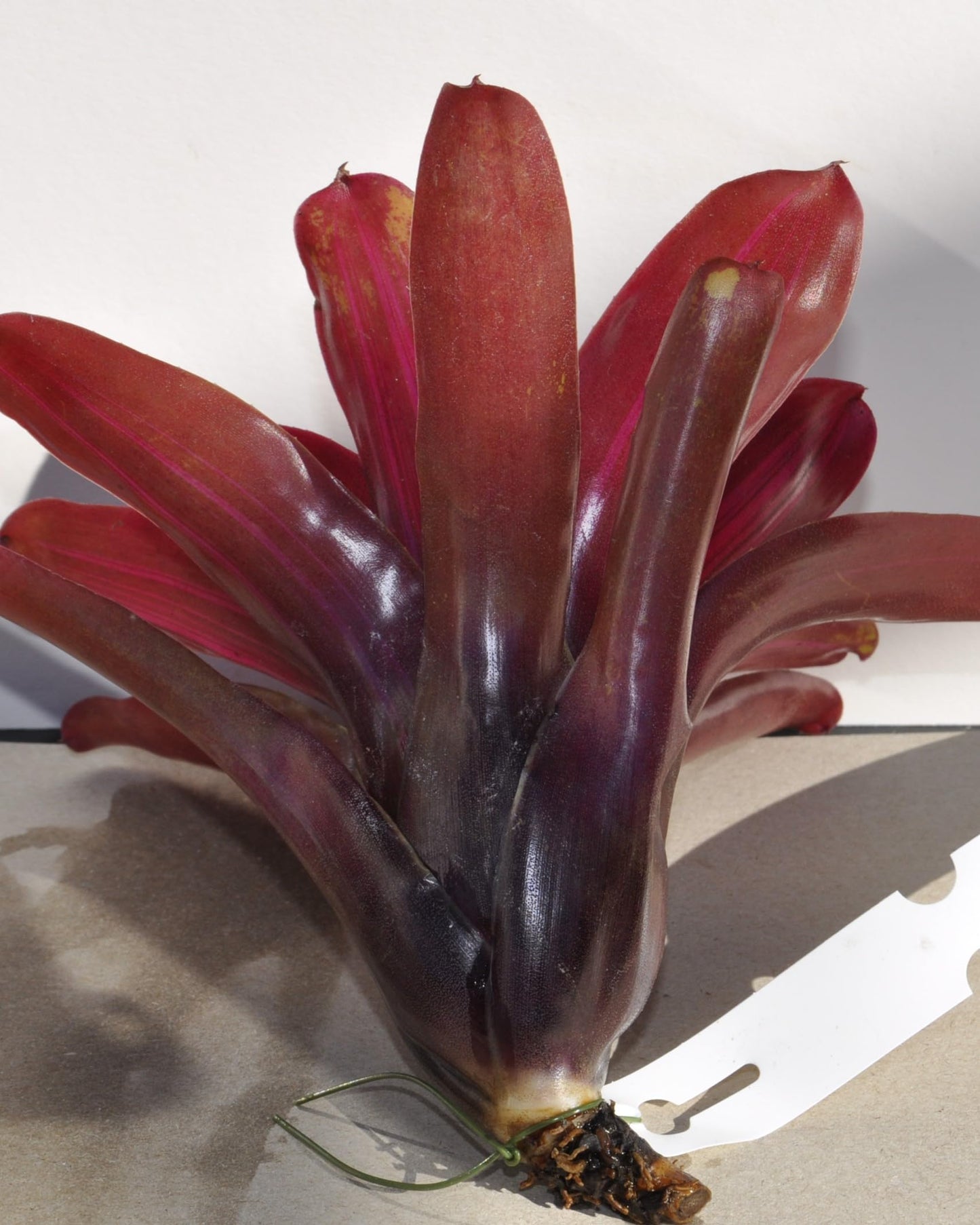 Neoregelia 'Iris'; bromelia purpúrea, apta para terrarios; Curiosarium; altura 15-18 cm, diámetro 12-15 cm_3