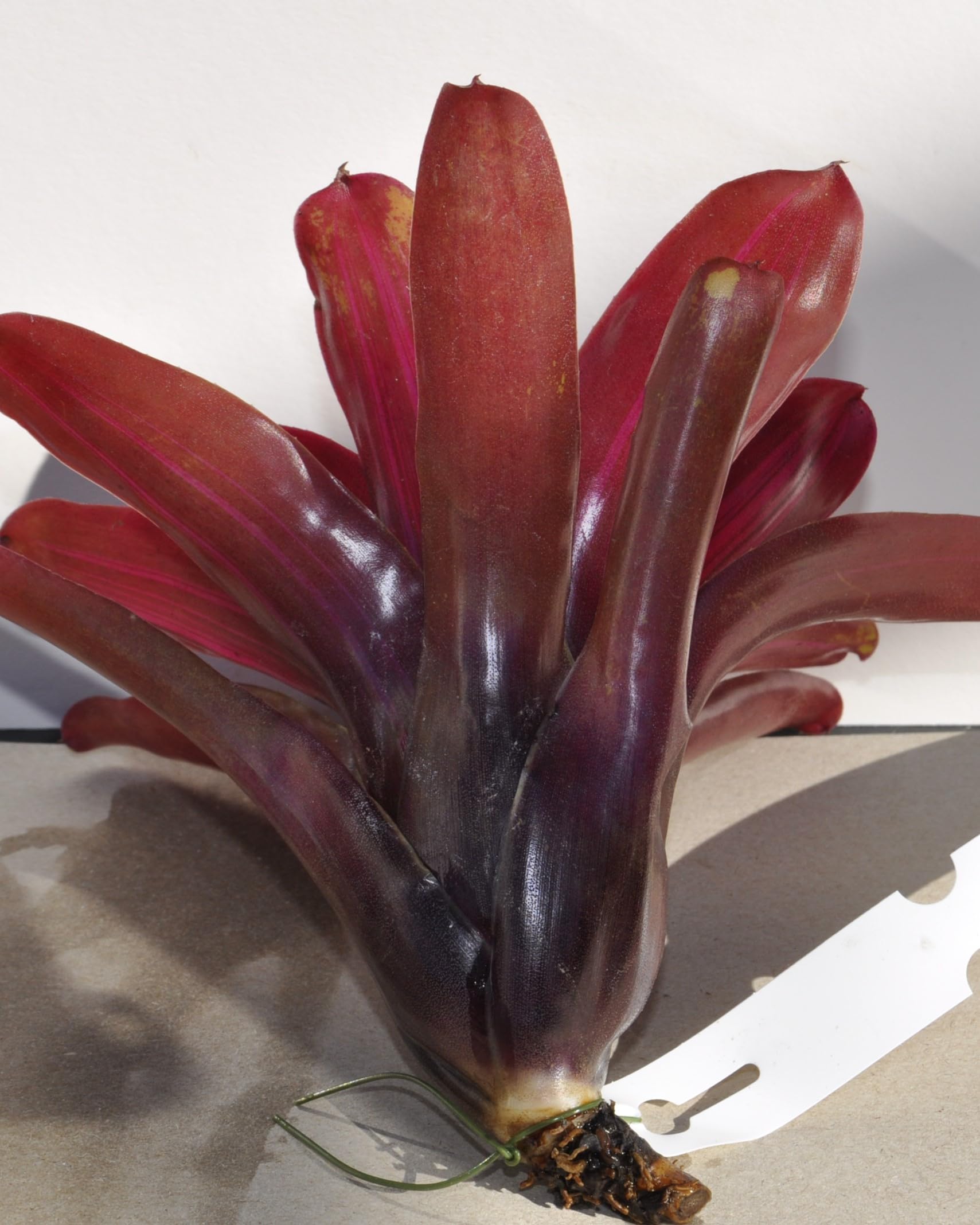 Neoregelia 'Iris'; bromelia purpúrea, apta para terrarios; Curiosarium; altura 15-18 cm, diámetro 12-15 cm_3