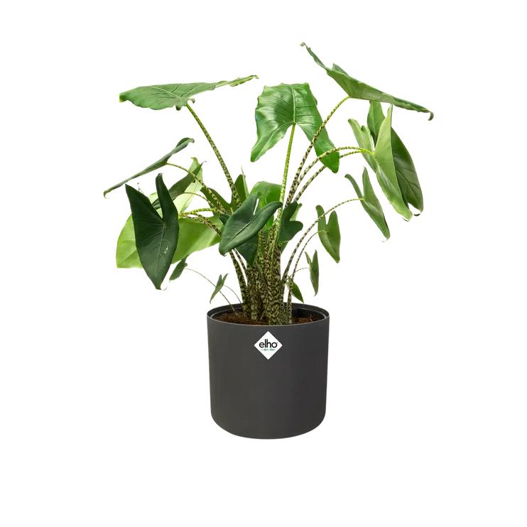 Macetero B.for Soft Round Elho Antracita 14 cm