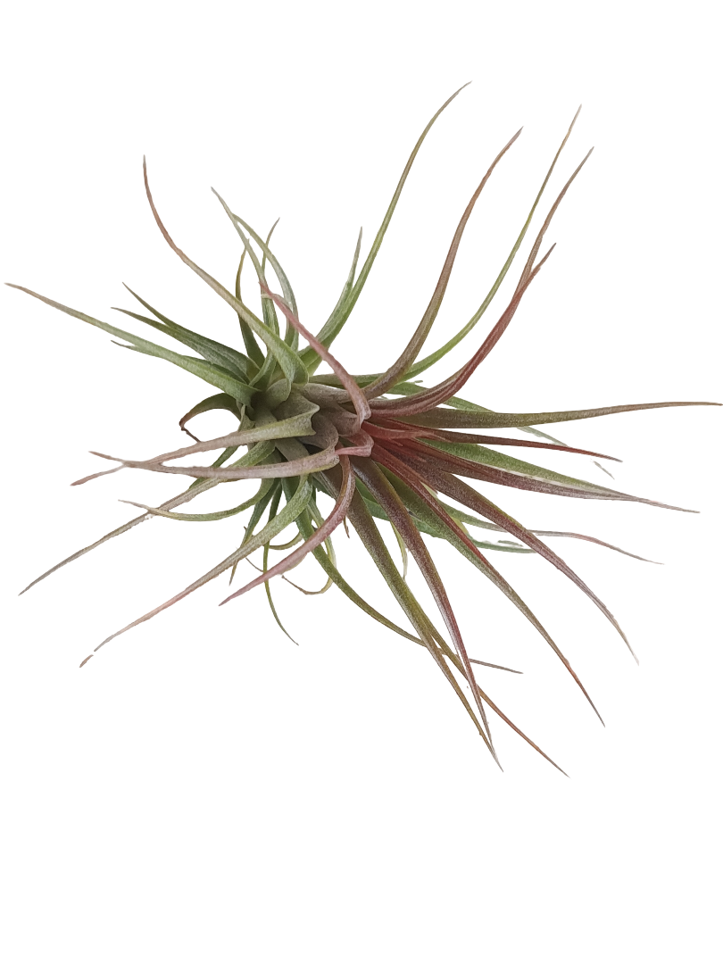 Tillandsia Rainforest Red Planta_0