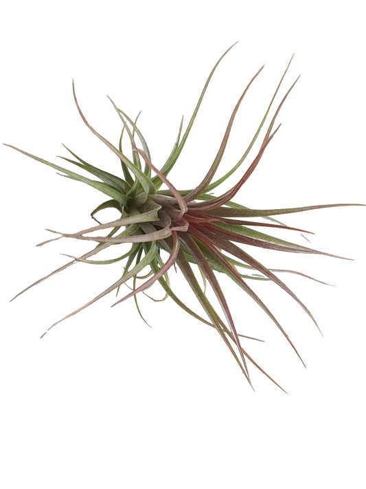 Tillandsia Rainforest Red Planta_0