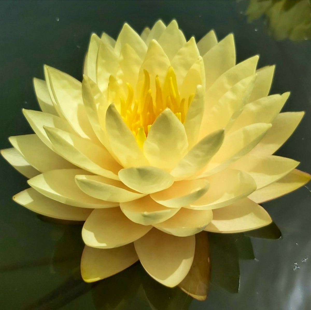 Nenúfar - Nymphaea 'alexsea'_2