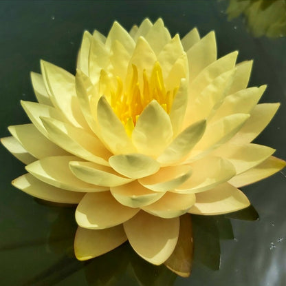 Nenúfar - Nymphaea 'alexsea'_2