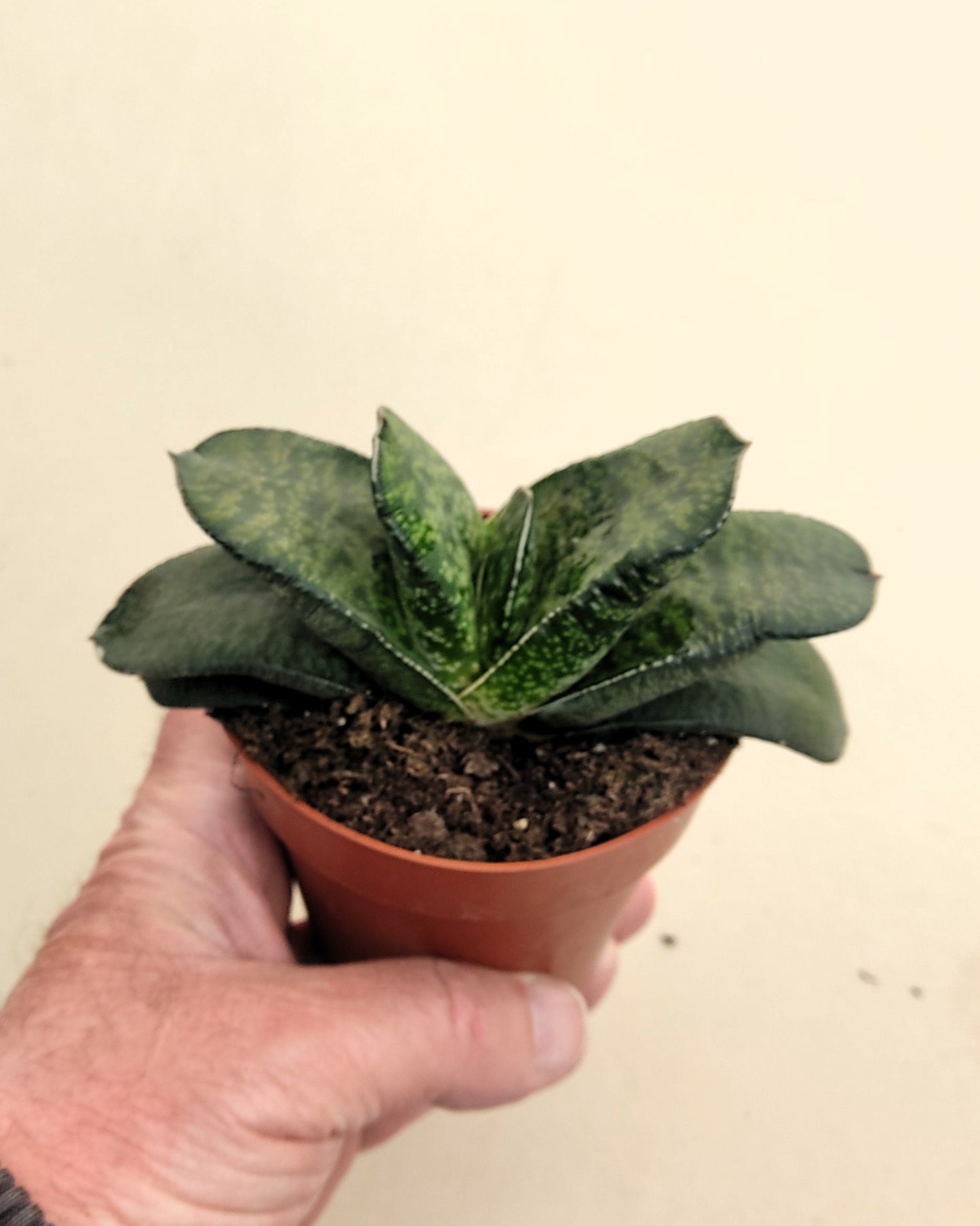 Gasteria Sp. (gasteria); Planta Suculenta; Curiosarium; Diámetro Planta 12-14 Cm, Diámetro Maceta 8,5 Cm_1