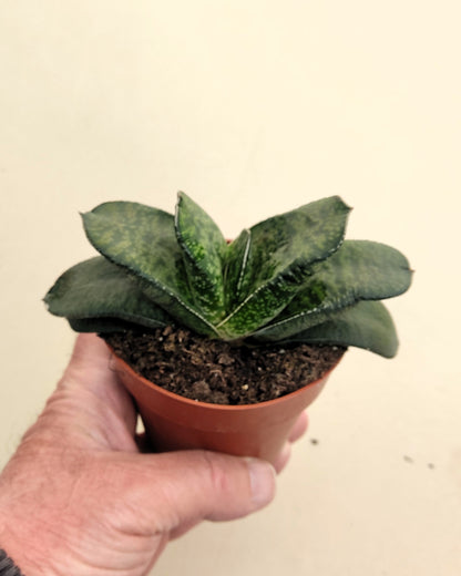 Gasteria Sp. (gasteria); Planta Suculenta; Curiosarium; Diámetro Planta 12-14 Cm, Diámetro Maceta 8,5 Cm_1