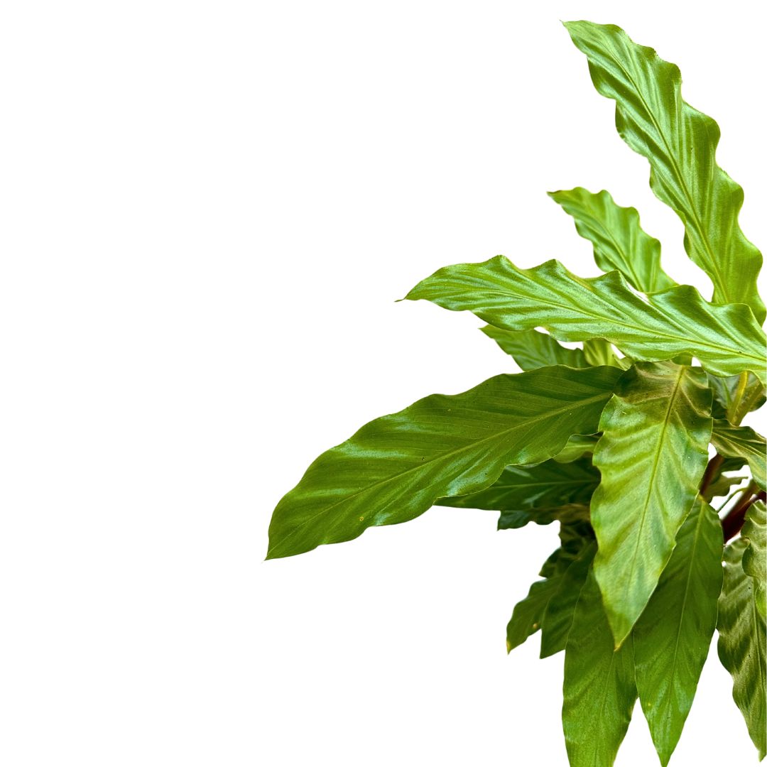 Calathea Rufibarba Perfecta Para Crear Un Ambiente Acogedor M12_1