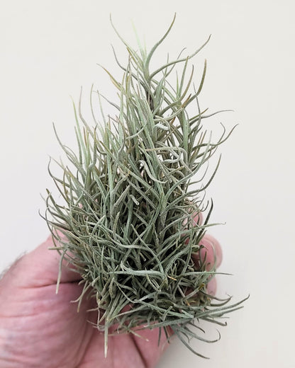 Tillandsia capillaris; tillandsia liquen, planta del aire; Curiosarium; altura 8 cm, diámetro 12-15 cm_3