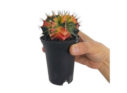 Gymnocalycium Variegata M6_0
