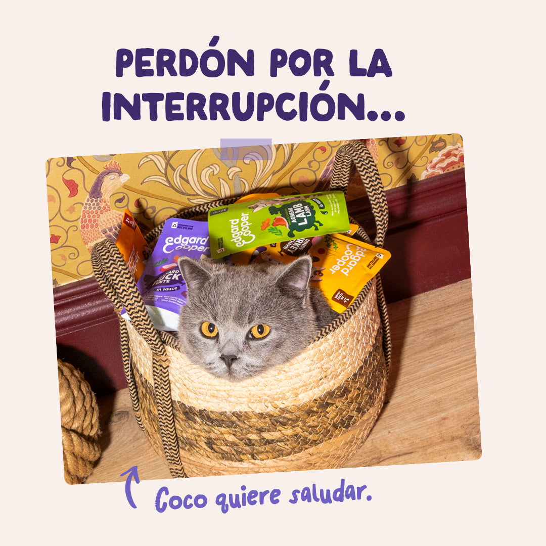 Sobres de comida húmeda Pato & Pavo en Salsa para Gatos Adultos | Edgard & Cooper 85 g