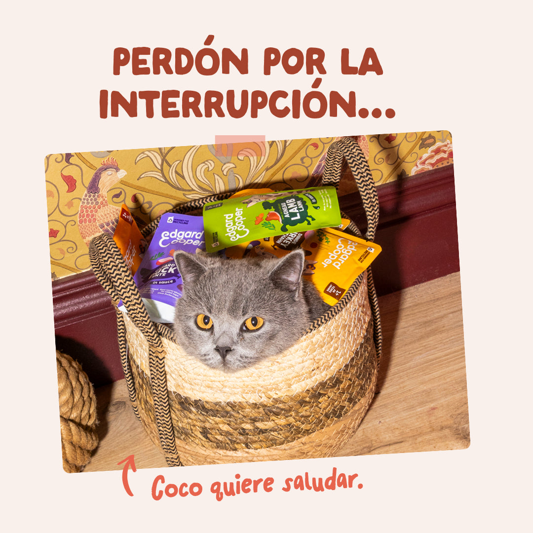 Sobre de Comida Húmeda Trucha & Pollo en Salsa para Gatos Edgard & Cooper 85 g