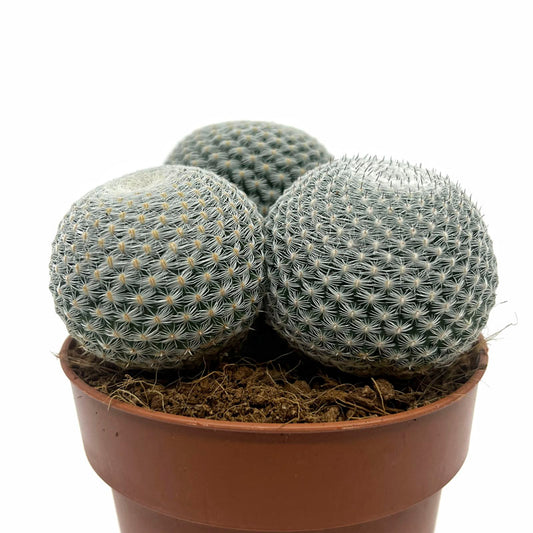 Mammillaria Haageana Subs. Elegans Cactus Y Suculentas M8,5 cm Ø_0