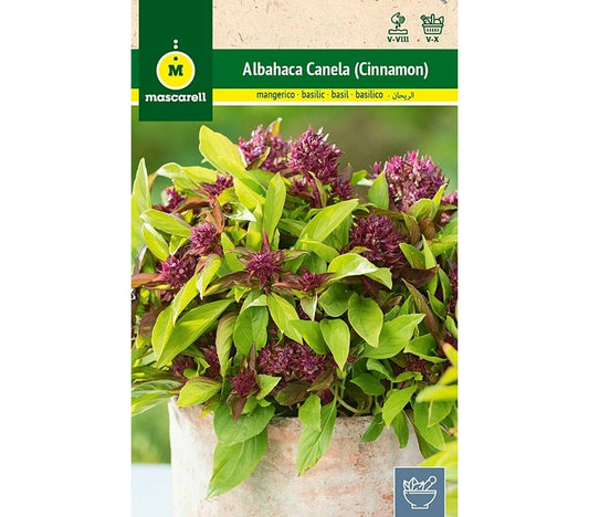 Semillas Albahaca Canela (cinnamon)_0