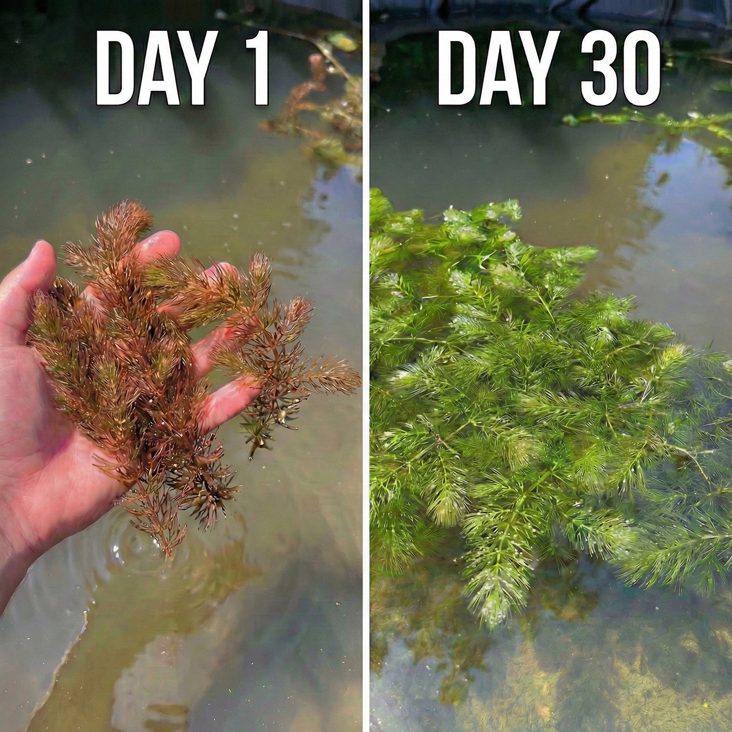 Ceratofilo Ceratophyllum Demersum Estanque - 2l Planta Oxigenante Flotante Algas_2
